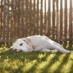 How to Choose the Best Fence for Your Property