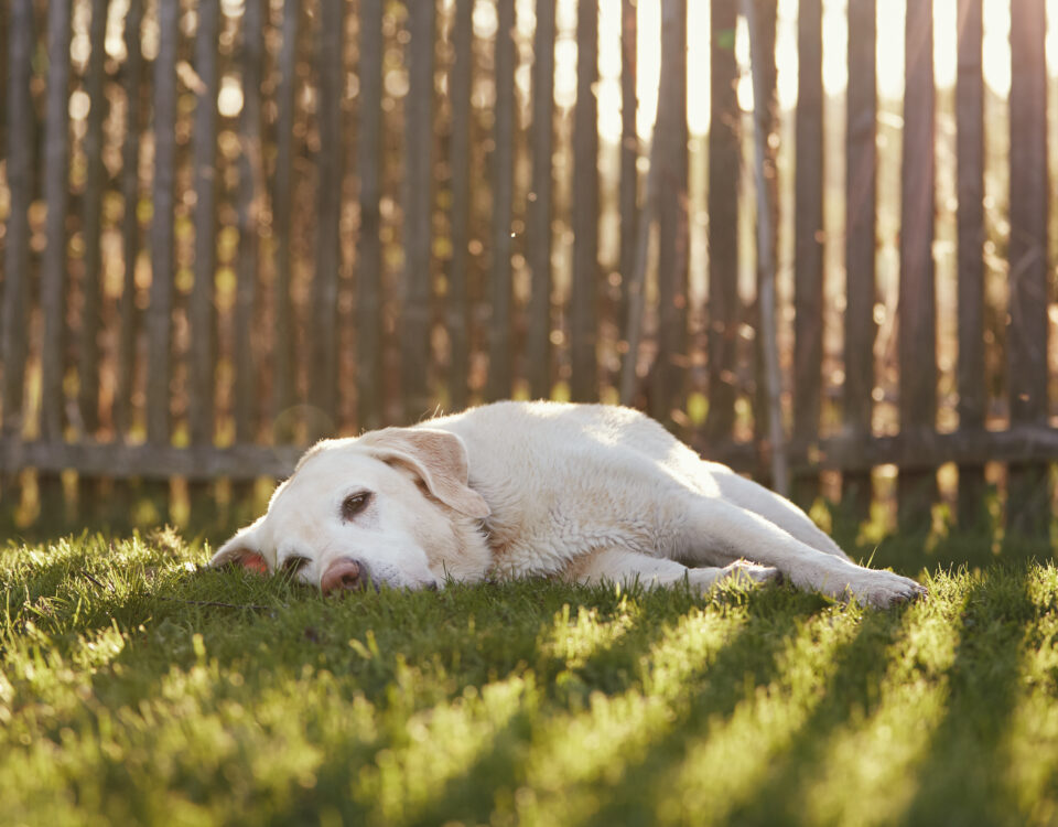 How to Choose the Best Fence for Your Property