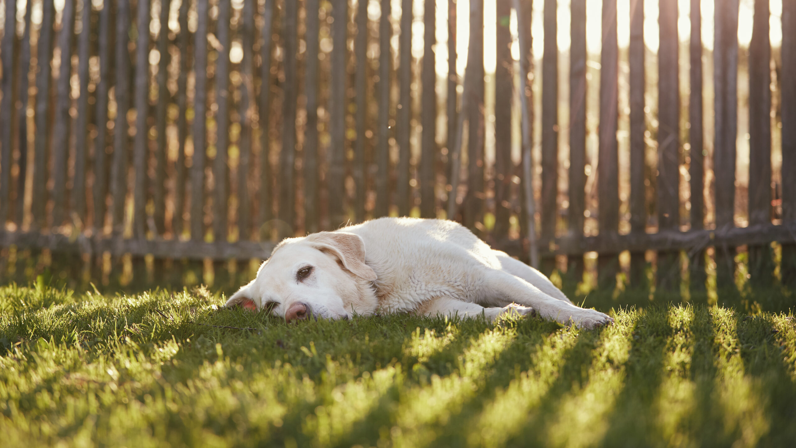 How to Choose the Best Fence for Your Property